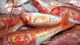 Θεσσαλονίκη: 156 κιλά ψάρια κατασχέθηκαν στην ιχθυόσκαλα Ν. Μηχανιώνας