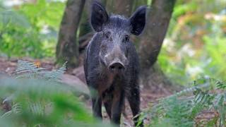 Θεσσαλονίκη: Κραυγή αγωνίας του Δήμου Λαγκαδά για τα αγριογούρουνα!