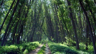 Δάσος «Κοτζά Ορμάν»: Η τελευταία ζούγκλα της Ευρώπης είναι στην Ελλάδα