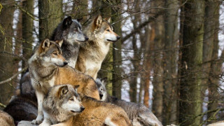 Δύο πρώην αιχμάλωτοι λύκοι στην «αγκαλιά» του Αρκτούρου (ΦΩΤΟ)