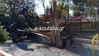 Θεσσαλονίκη: Έπεσε δέντρο στο κεντρικό πάρκο των Κουφαλίων (ΦΩΤΟ)