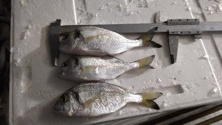 Θεσσαλονίκη: Κατάσχεση 445 κιλών ψαριών στην ιχθυόσκαλα Ν.Μηχανιώνας