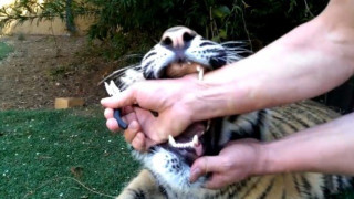 Τολμηρός τύπος κάνει εξαγωγή δοντιού σε... τίγρη (videos)