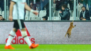 Βαριά «καμπάνα» στην Μπεσίκτας         για μια... γάτα