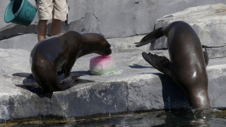 Τροφές-παγάκια σε ζωολογικούς κήπους της Ευρώπης  λόγω καύσωνα!
