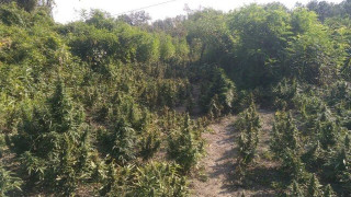 Θεσσαλονίκη: Πάνω από 1.100 δενδρύλλια κάνναβης σε αγροτική περιοχή