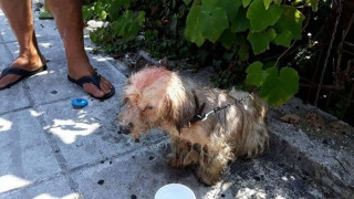 Πρόστιμο 30.000 ευρώ σε 62χρονο που περιέλουσε σκύλο με πετρέλαιο