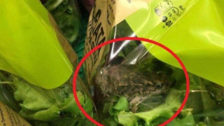 VIRAL: Βάτραχος σε... συσκευασμένη σαλάτα του ΑΒ Βασιλόπουλος!