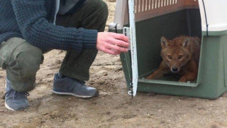 Θεσσαλονίκη: Τσακάλι επέστρεψε στη φύση, μετά από τροχαίο (ΦΩΤΟ)