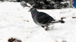 Θεσσαλονίκη - ΤΩΡΑ: Χιονίζει σε Ωραιόκαστρο και Χορτιάτη! (ΦΩΤΟ)