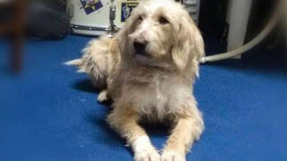 Κτηνωδία: Σκότωσαν τον σκυλάκο-σύμβολο των φίλων του Αστέρα Τρίπολης