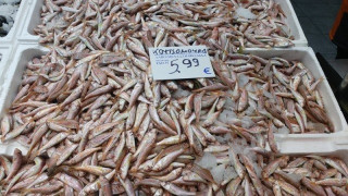 Νέα Μηχανιώνα:      Κατασχέθηκαν 360 κιλά κουτσομούρες!