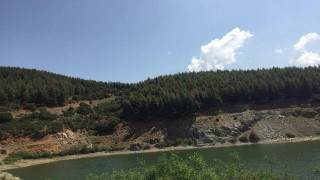 Το φλοιοφάγο έντομο σκοτώνει δένδρα και στον Δήμο Θέρμης!